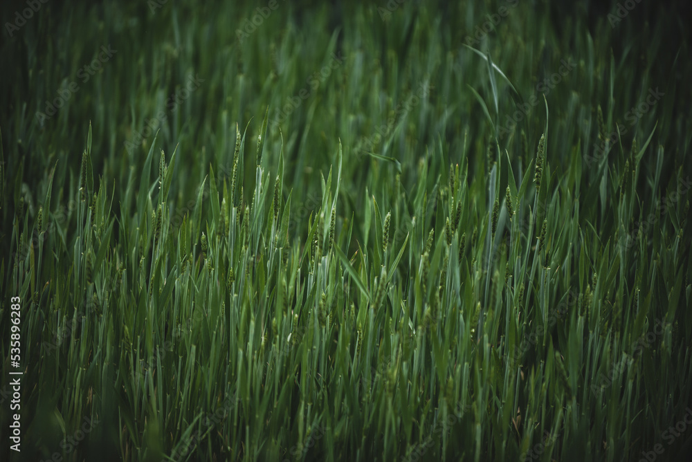 Obraz premium Green wheat in a wheat field close-up. Wheat background.