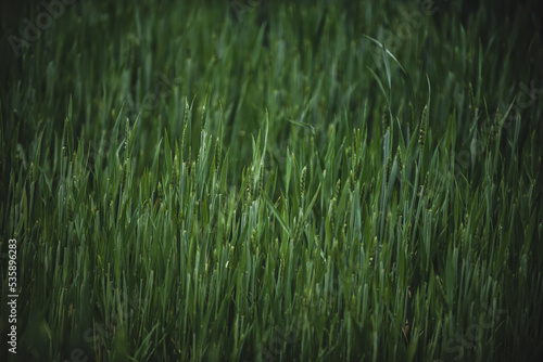 Green wheat in a wheat field close-up. Wheat background.