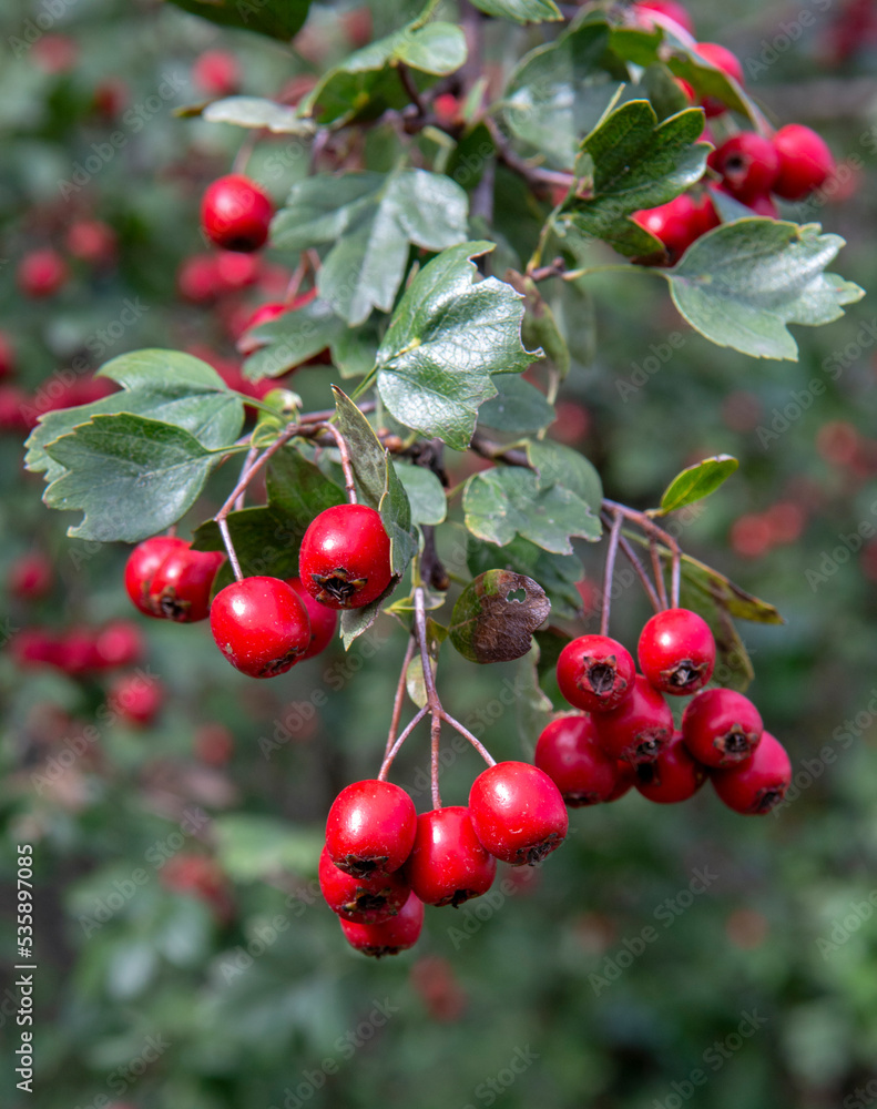 Red Hawthorn (Crataegus) berries in autumn. The plant is also known as Quickthorn, Thornapple, Whitethorn, Mayflower or Hawberry. Red Hawthorn (Crataegus) berries in autumn. The plant is also known as Quickthorn, Thornapple, Whitethorn, Mayflower or Hawberry.