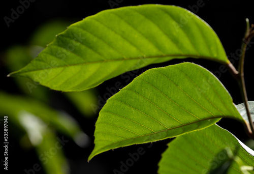 Textured green leaf on blurred background.