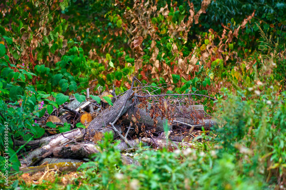 Wood-cut trees are abandoned in the forest. The desire to heat your home. Wood-cut trees are abandoned in the forest. The desire to heat your home.