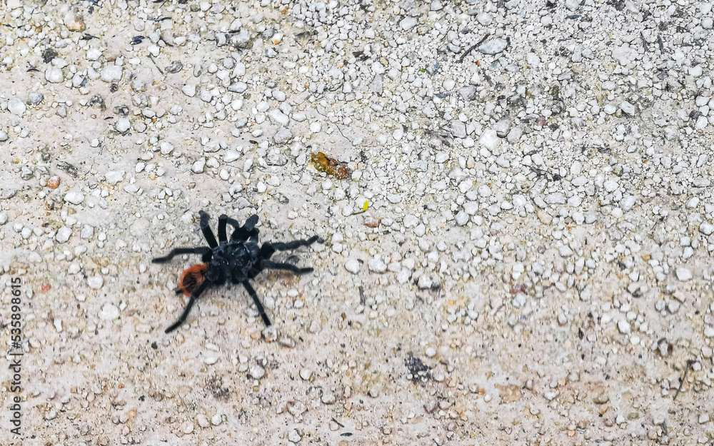 Tarantula brown black crawls on the ground Mexico. Tarantula brown black crawls on the ground Mexico.