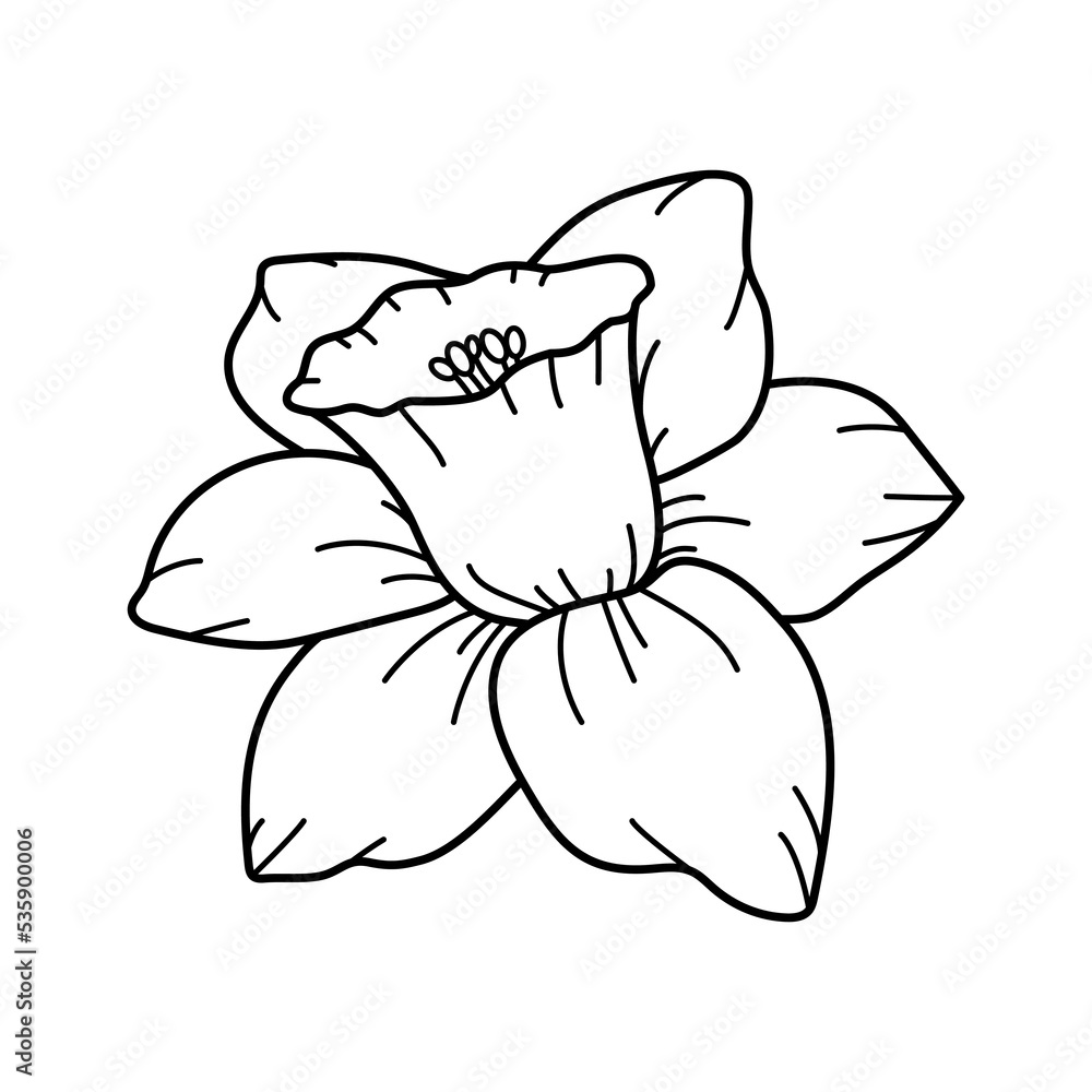 Elegant blooming narcissus flower sketch. Delicate blooming daffodil in doodle style. Gorgeous botanical floral element Elegant blooming narcissus flower sketch. Delicate blooming daffodil in doodle style. Gorgeous botanical floral element