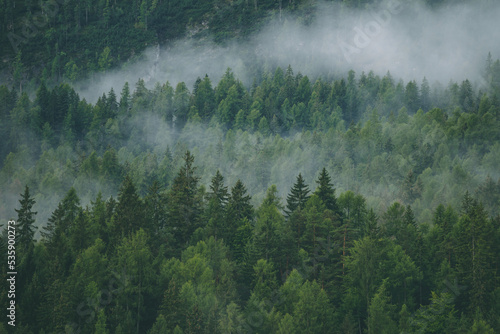 Amazing misty morning on the stunning Dolomite mountains in Italy. Pine forest with clouds and mist