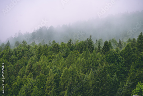 Amazing misty morning on the stunning Dolomite mountains in Italy. Pine forest with clouds and mist