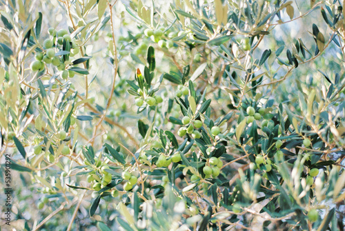 Green olives grow densely on tree branches