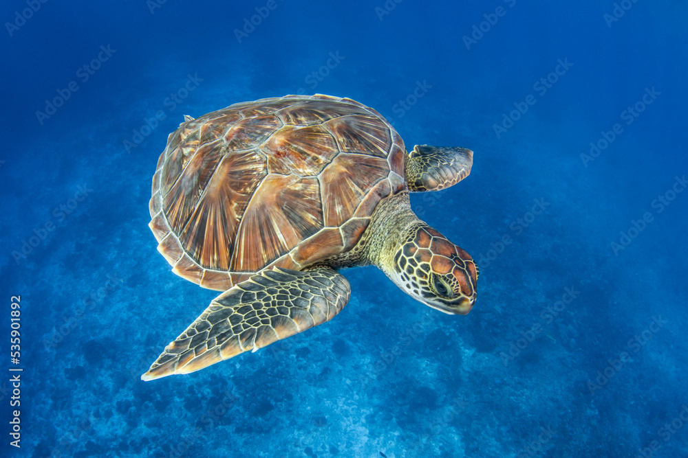 Obraz premium Green sea turtle in blue