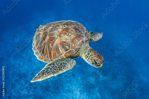 Green sea turtle in blue
