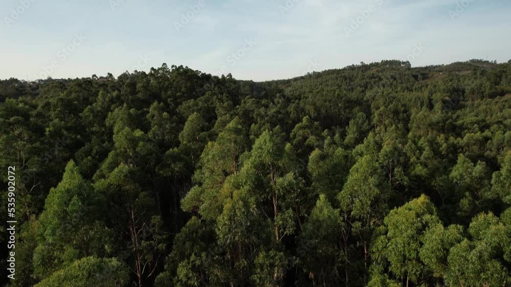 Green Mountain Forest Landscape on a Sunny Summer Day Green Mountain Forest Landscape on a Sunny Summer Day
