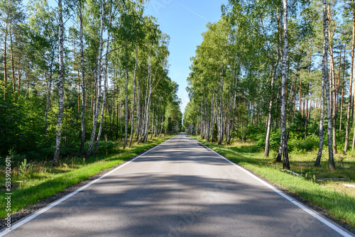 Osłoneczniona prosta droga przez las brzozowy