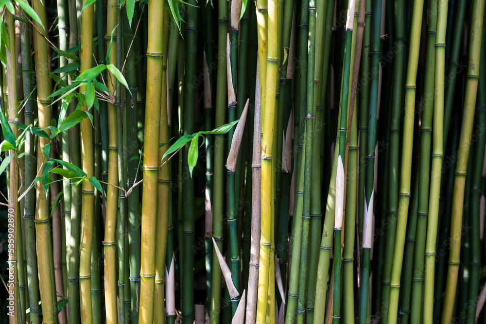 Obraz premium Close-up of green bamboo (Phyllostachys bissetii) stems in a garden in St. Ives, Cornwall, UK