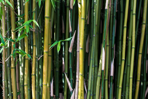 Close-up of green bamboo (Phyllostachys bissetii) stems in a garden in St. Ives, Cornwall, UK