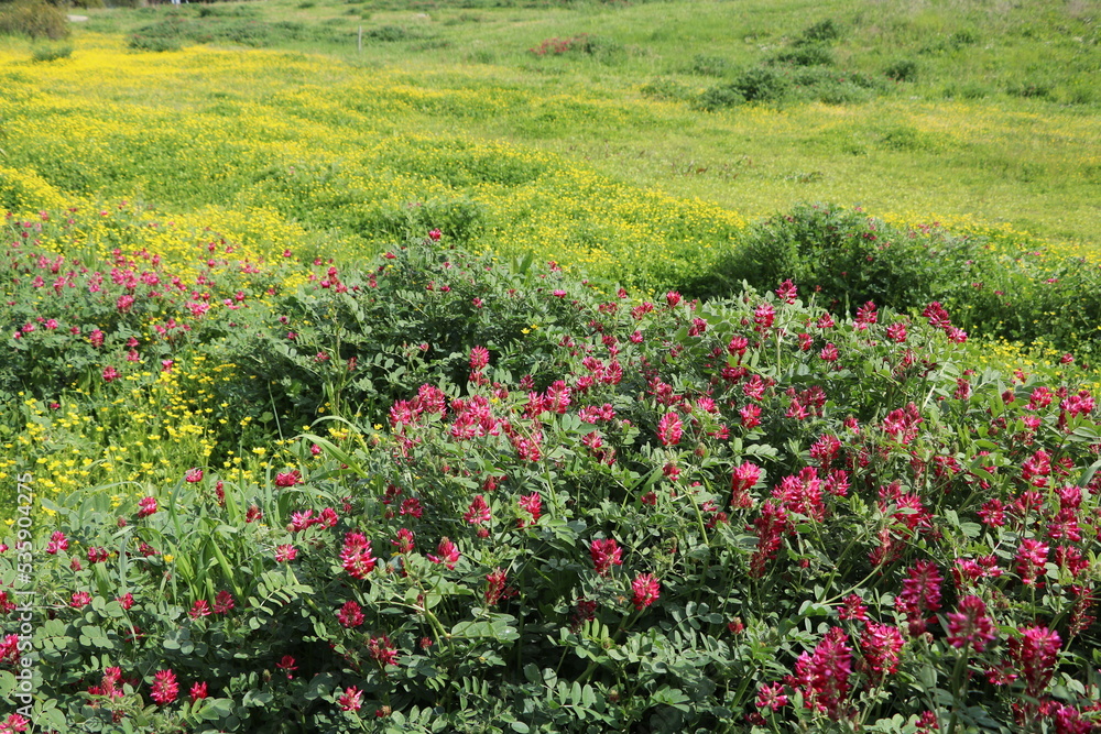 Buttercups and Hedysarum coronarium Buttercups and Hedysarum coronarium