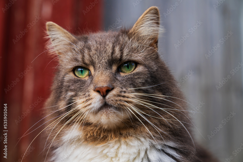 A cat basking in the sun.