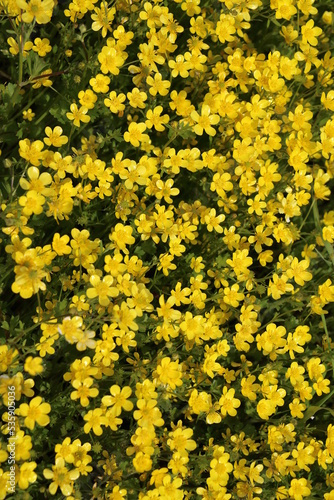  Many blooming buttercups in spring, Italy