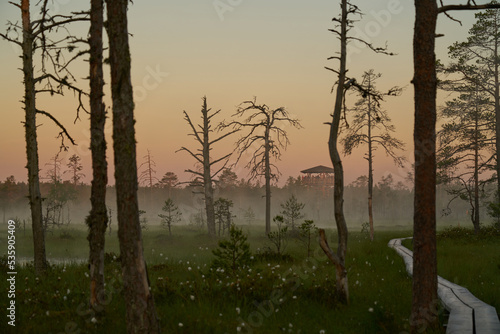 Wooden tourist trail sunny dawn on the swamp. Sunset, warm light and fog. Travel romance. Viru swamps Estonia