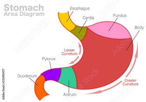 Stomach area diagram parts.  Esophagus, cardia, fundus, body anatomy, greater, lesser  curvature, antrum, pylorus, duodenum, gastric digestive system. Colored regions. Digestive Illustration vector photo