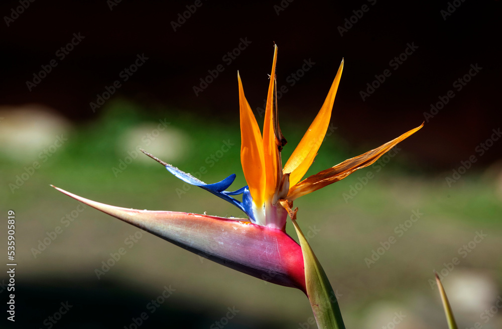 Obraz premium Bird of Paradise (Strelitzia reginae) flower