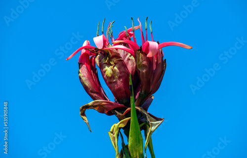 Gymea Lily (Doryanthes Excelsa) flower photo