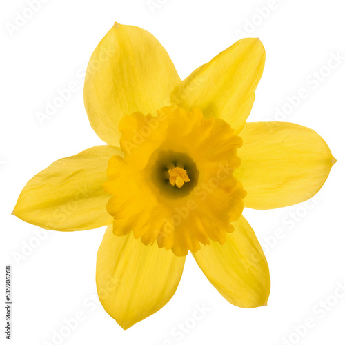 Studio shot of a daffodil flower head isolated on a transparent background in close-up.