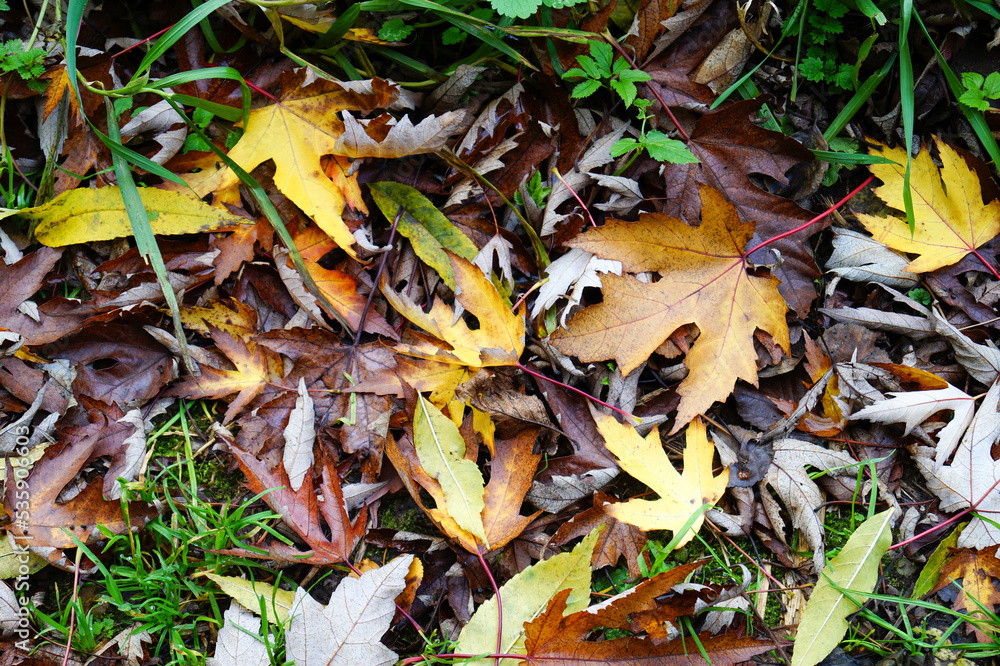 autumn leaves on the ground autumn leaves on the ground