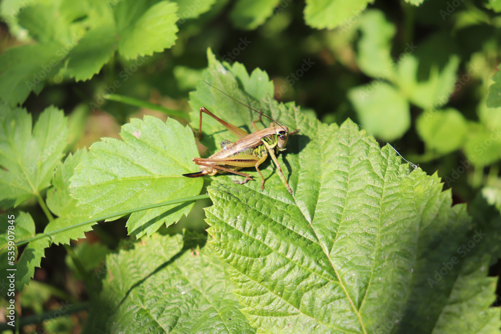 grasshopper in foliage grasshopper in foliage