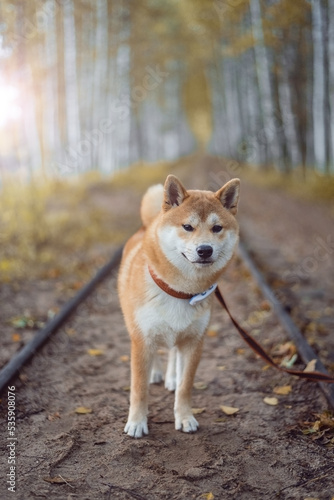 Red 5 month old shiba inu puppy is standing on the narrow-gauge peat railway at Balozi, Latvia on autumn day