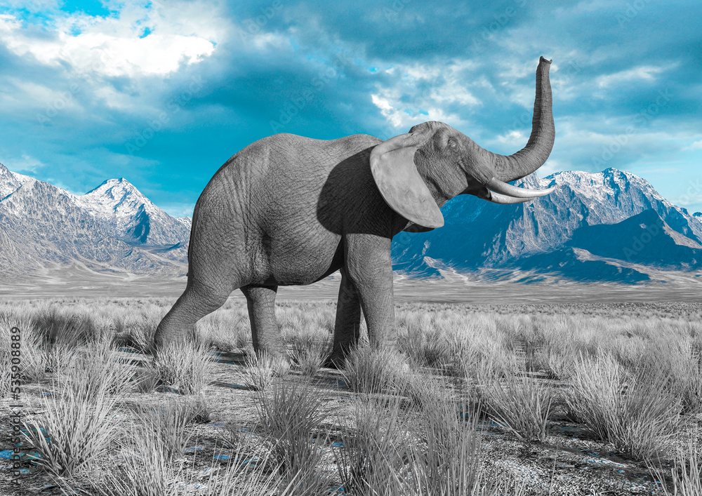 Fototapeta premium african elephant is walking around in plains and mountains