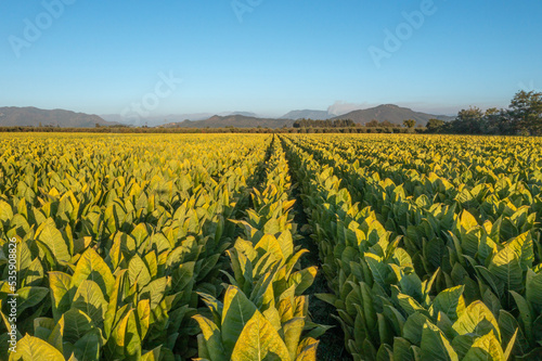 Photography Aerial view of field growing tobacco in Chile
