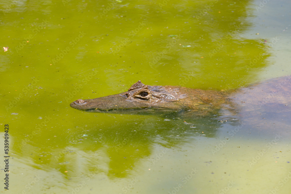 Fototapeta premium Brazilian alligator in the green lake just with its head out
