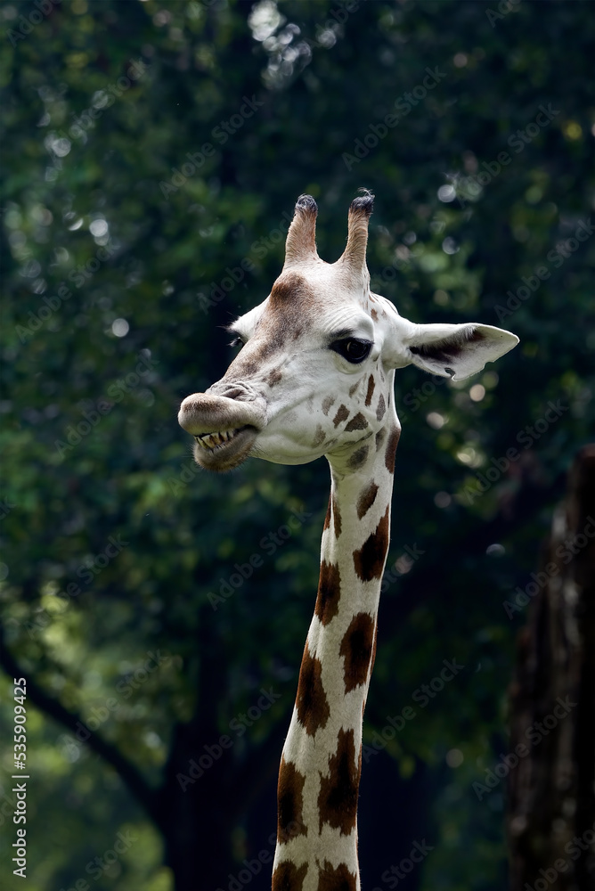 Obraz premium Portrait of a giraffe in their cage