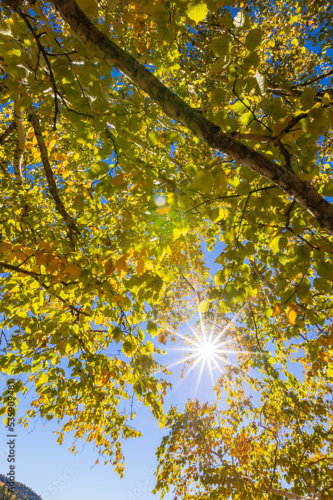 Obraz premium Birch tree in Spectacular autumn, Mont Tremblant, Quebec, Canada