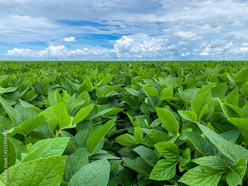 Agriculture scenarios in Brazil.
