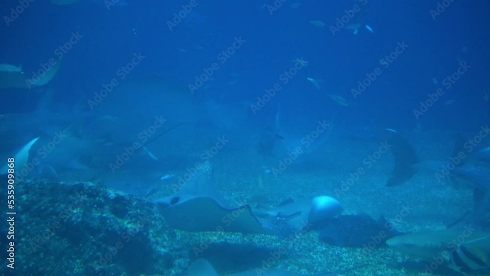 Underwater view of hovering giant oceanic manta ray flying over the sea floor. Mobula birostris floating on water among other fish. Watching undersea fishes and marine animals Underwater view of hovering giant oceanic manta ray flying over the sea floor. Mobula birostris floating on water among other fish. Watching undersea fishes and marine animals