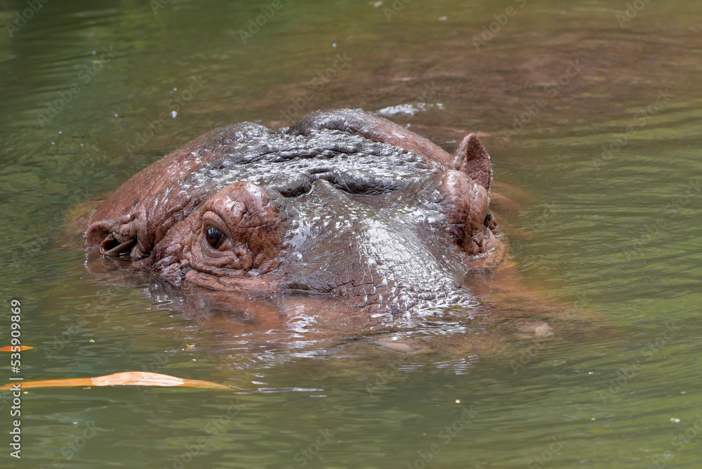 Fototapeta premium Big hippotamus head out of the water