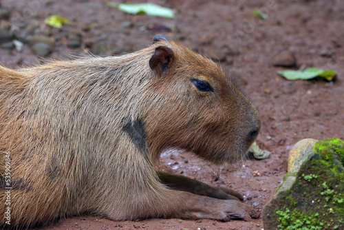 Wallpaper Mural Capybara (Hydrochoerus hydrochaeris) is in their cage Torontodigital.ca