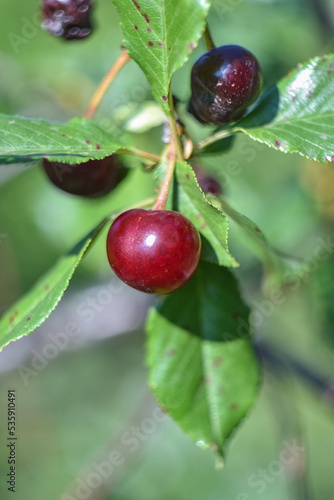 Cherry closeup, red berry in the garden, cherry on a branch