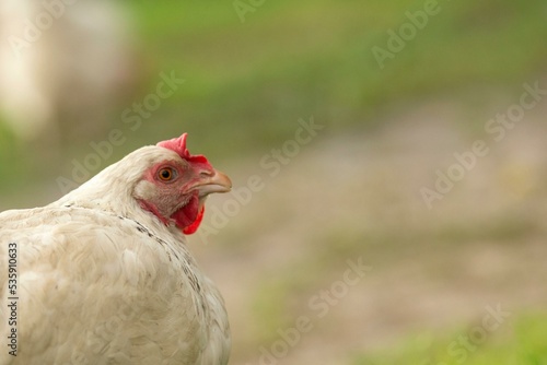 Beautiful hens and cocks in gardens © ambreen