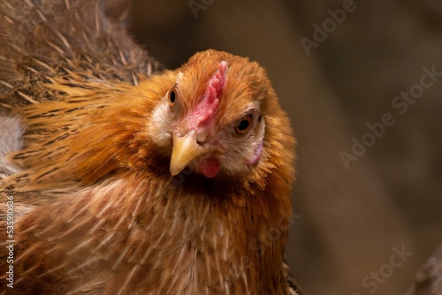 Beautiful hens and cocks in gardens