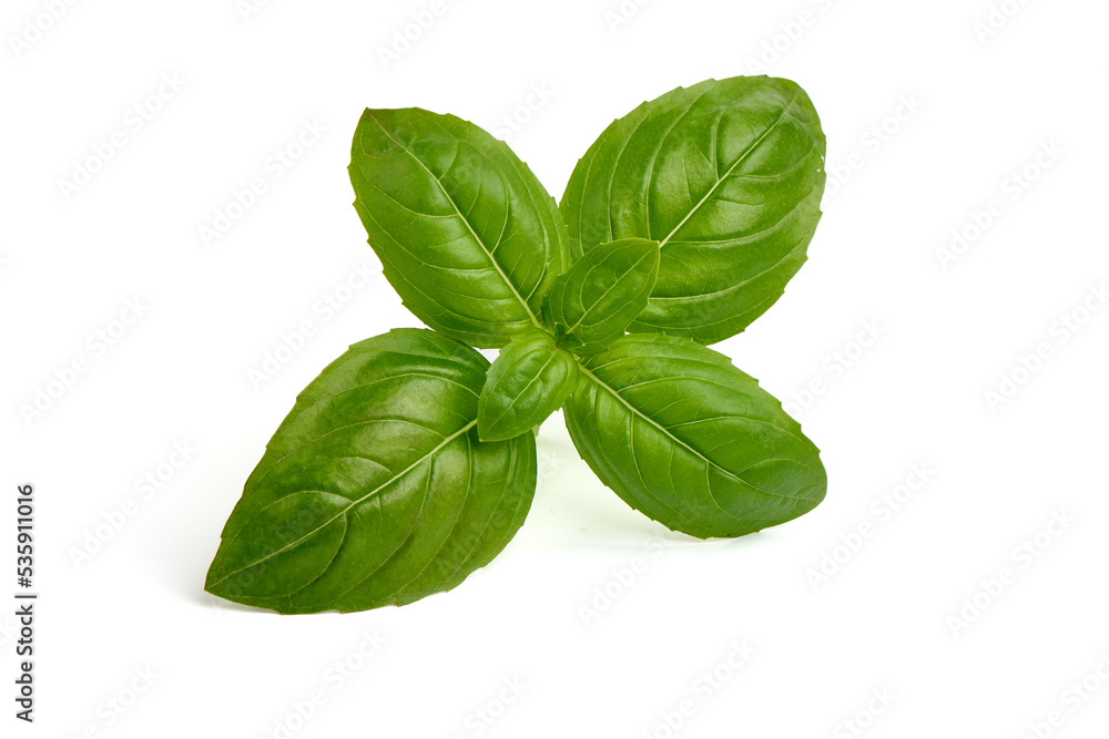 Fresh organic basil leaves, isolated on white background. Fresh organic basil leaves, isolated on white background.