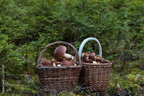 Two rural farmhouse baskets full of boletus mushrooms in the forest. Edible fungus. Outdoor autumn activity in the forest. Czech republic.