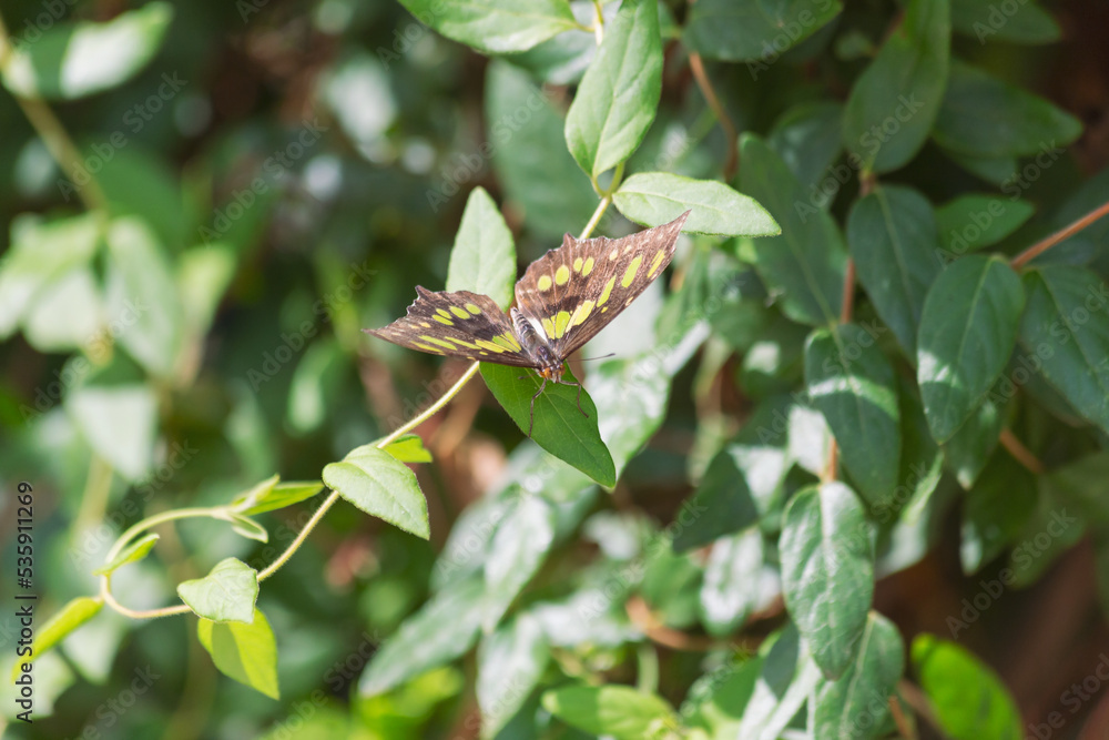 Fototapeta premium Siproeta stelenes malachite butterfly showcases vivid olive yellow shades of green throughout its open wings while walking along lush tree branch within the garden