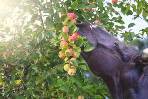 The horse is eating apples. Autumn