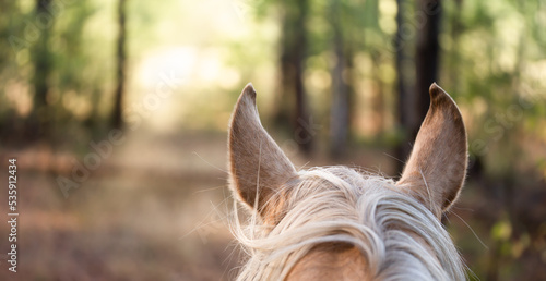 Wallpaper Mural Horse riding in the forest. Photo from the saddle, horse ears against the background of the forest Torontodigital.ca
