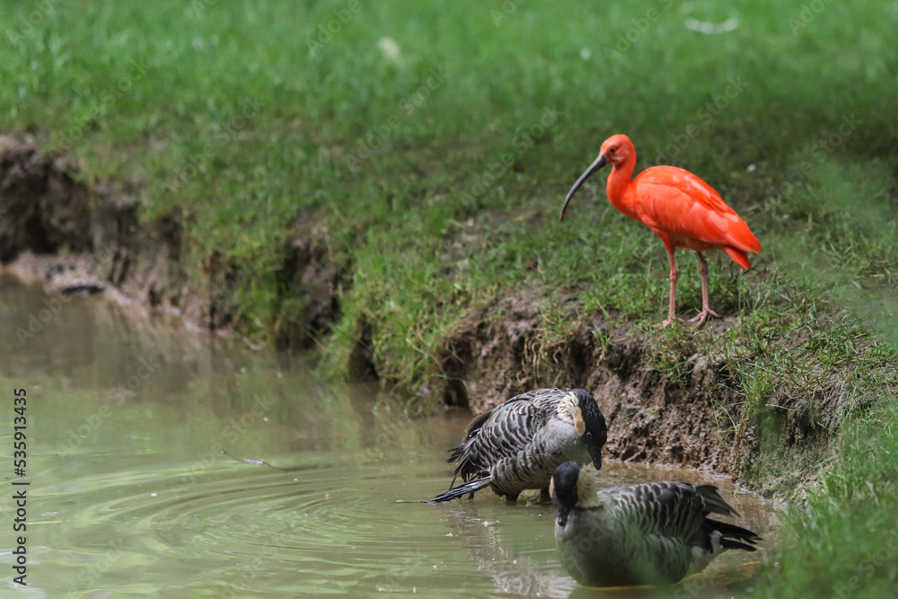 Obraz premium Pairi Daiza