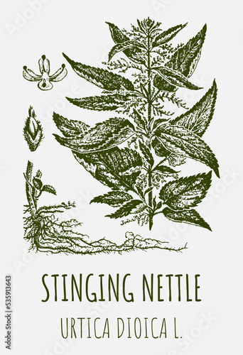 Vector drawings of STINGING NETTLE. Hand drawn illustration. Latin name URTICA DIOICA L.
