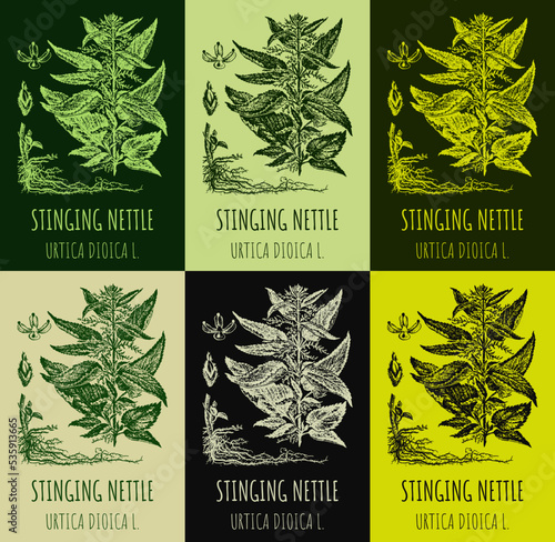 Set of vector drawings of STINGING NETTLE in different colors. Hand drawn illustration. Latin name URTICA DIOICA L.
