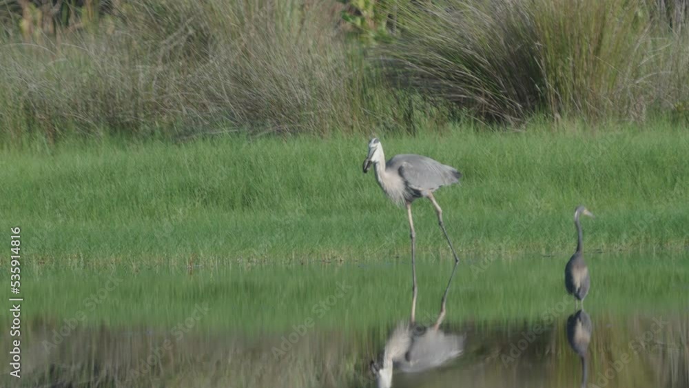 a great blue heron swallowing a live snake in the wetlands at merritt island national wildlife refuge of florida, usa a great blue heron swallowing a live snake in the wetlands at merritt island national wildlife refuge of florida, usa