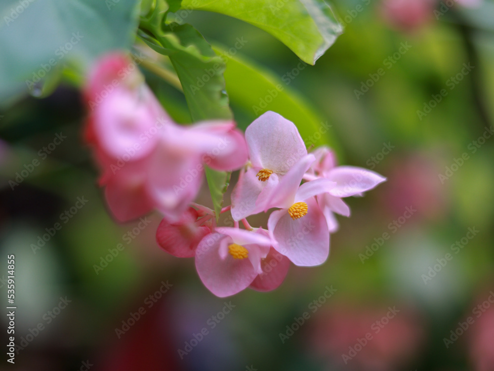 Obraz premium pink and white flowers