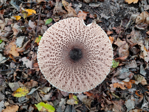 Parasol Mushroom Hat